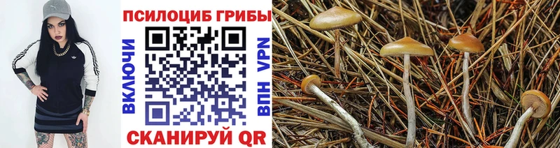 Псилоцибиновые грибы Psilocybe Зея